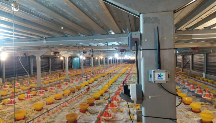 XL Smart Poultry Mampu Tingkatkan Produksi Unggas PT. Sierad