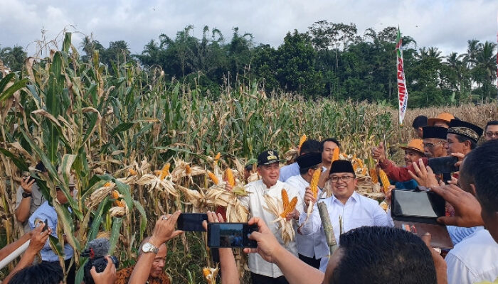 M.Rahmad: 125 Hektare Disiapkan Warga Untuk Program Tanam Jagung