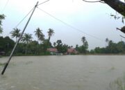 Banjir Rendam Lahan Pertanian Warga Sungai Sapiah
