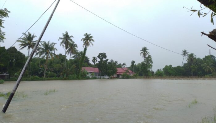 Banjir Rendam Lahan Pertanian Warga Sungai Sapiah