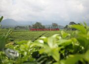 Sumbar 4 Bulan Tanpa Kunjungan Wisman