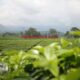 Pariwisata