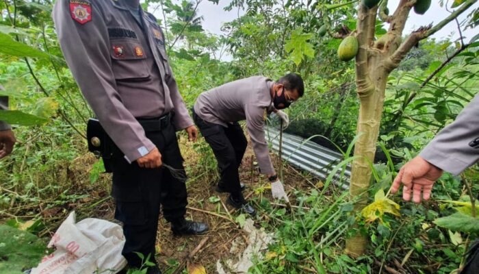 Kawat Listrik untuk Hama Babi Makan Korban, Seorang Pria Tewas Tersengat