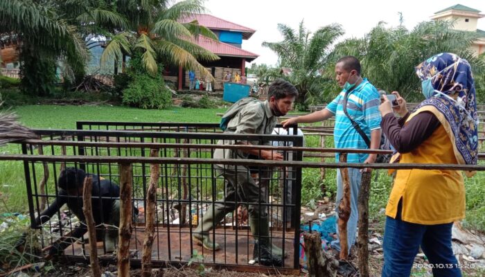 Empat Ekor Buaya Muara Dievakuasi BKSDA Sumbar dari Muara Air Bangis