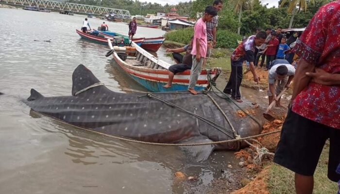 Ikan Hiu Tutul Sepanjang 7 Meter Terdampar di Pantai Muaro Surantiah Pesisir Selatan