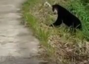 10 Hari Terakhir, Beruang Liar Muncul di Solok Selatan dan Agam