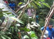 Mobil Pikap Ini Terjun ke Jurang Kelok 44, Anak Luka-luka, Sang Ibu Meninggal