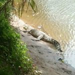 buaya besar
