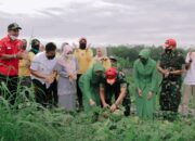 Selain Kunjungi Lokasi Pembangunan Kodim, Dandrem 032 Wirabraja Sempat Cicipi Melon Petani Dharmasraya