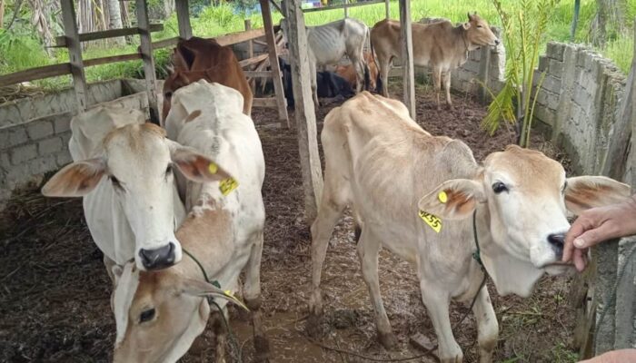 Peternak di Solok Terima Sapi Dalam Kondisi Kurus, Bupati Epyardi Asda: Jangan Korbankan Masyarakat Saya
