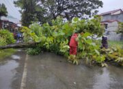 Dihantam Hujan dan Badai, Pohon Jati Tumbang di Jalan Beringin Raya Padang