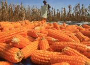 Pemkab Pessel Targetkan Produksi Jagung 204 Ribu Ton Sepanjang 2022