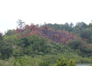 Pembakaran Lahan Kembali Marak di Pessel, BPBD Akui Masih Kekurangan Peralatan Karhutla