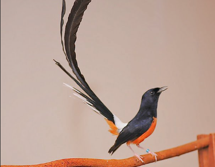 Burung
