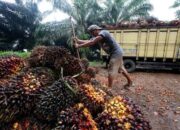 Tolak Kenaikan Pungutan Dana Sawit, Ini Kata Sekjen SPKS