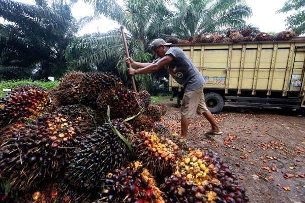 Tolak Kenaikan Pungutan Dana Sawit, Ini Kata Sekjen SPKS
