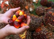 Apkasindo: Sawit Anjlok Karena Penetapan Harga Sepihak oleh Pengusaha