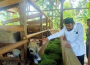 Sikapak Barat Kembangkan Sapi Terintegrasi, Leonardy: Harus Kreatif Mencari Makanan Tambahan