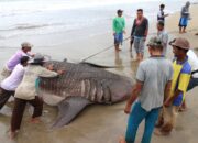 Kesulitan Proses Evakuasi, Hiu Tutul yang Terdampar di Pantai Salido Pessel Dipotong Tiga Bagian