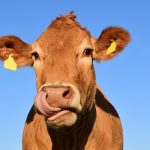 pemkab solok 37 sapi kurban