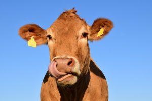 Pemkab Solok Siapkan 37 Sapi Kurban, Pemotongan di Lapangan Islamic Center Koto Baru