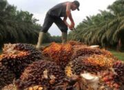 Imbas Larangan Ekspor RI? Harga CPO Terus Anjlok