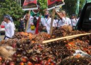 Aksi Didepan Kantor Kemenko Perekonomian, Petani Bawa Tumpukan Kelapa Sawit Tak Laku untuk Airlangga