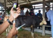 PMK Melanda Indonesia, Dosen UMM Sarankan Hewan Ternak Divaksin Sebelum Idul Adha