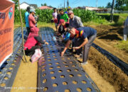 Tingkatkan Ketahanan Pangan, Pemerintah Nagari Koto VIII Pelangai Prioritaskan Budidaya Lele dan Bawang Merah