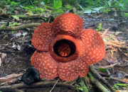 Yuk Intip! Ada Bunga Rafflesia Tumbuh Subur dalam Kawasan TNKS di Sako Tapan
