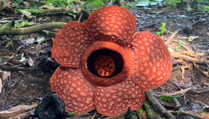 Yuk Intip! Ada Bunga Rafflesia Tumbuh Subur dalam Kawasan TNKS di Sako Tapan
