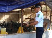 Nagari Talaok Pessel Kembangkan Budidaya Ayam Kampung Unggul untuk KPM