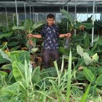 jalan tani bibit gratis bupati solok