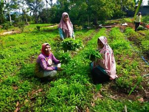 Kolaborasi Rumah Pangan Lestari dan Pabrik Aqua, Sayur Sehat, Ekonomi Meningkat