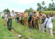 Budidaya Bawang Merah dan Lele Pulihkan Ekonomi Masyarakat Koto VIII Pelangai Pasca Pandemi