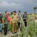 sayuran terbanyak kabupaten solok