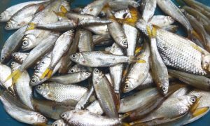 Ikan Bilih