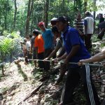 mairik macu pohon pilihan hutan