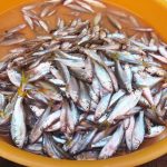 ikan bilih danau singkarak obat stunting
