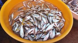 Wow! Ikan Bilih Danau Singkarak Ternyata Obat Stunting, Dilirik Perusahaan Susu