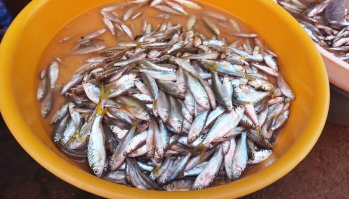 Wow! Ikan Bilih Danau Singkarak Ternyata Obat Stunting, Dilirik Perusahaan Susu