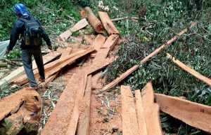 Gerak Cepat! Warga Nagari Talang Gerebek Lokasi Illegal Logging, Pelaku Kabur