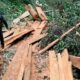 nagari talang gerebek illegal logging