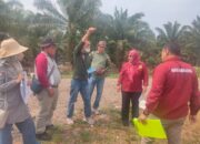 Gugatan Legal Standing AJPLH terhadap PT Incasi Raya Terus Berlanjut, Tim Temukan Patok BPN dalam Kawasan Hutan