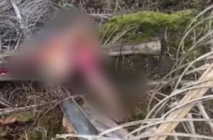 Geger Penemuan Mayat di Pesisir Selatan, Ini Identitasnya