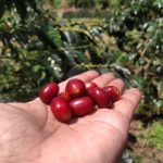 kopi kayu aro konservasi solok