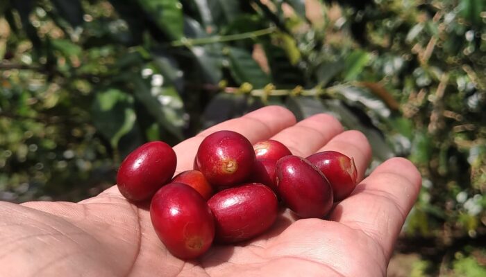 Kopi Kayu Aro, Kopi Konservasi Solok