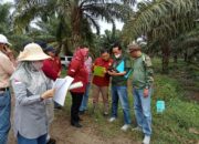 PT.Incasi Raya Bantah Miliki Lahan Dalam Kawasan Hutan, AJPLH: Nyatanya Mereka Urus Izin Keterlanjuran