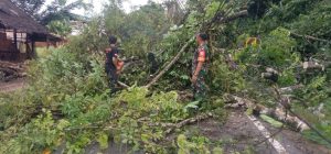 Curah Hujan Tinggi di Tapan Pessel Tumbangkan Pohon dan Tiang Listrik