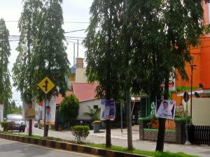 APK Caleg Menjamur di Pesisir Selatan, Pengamat Bilang Begini